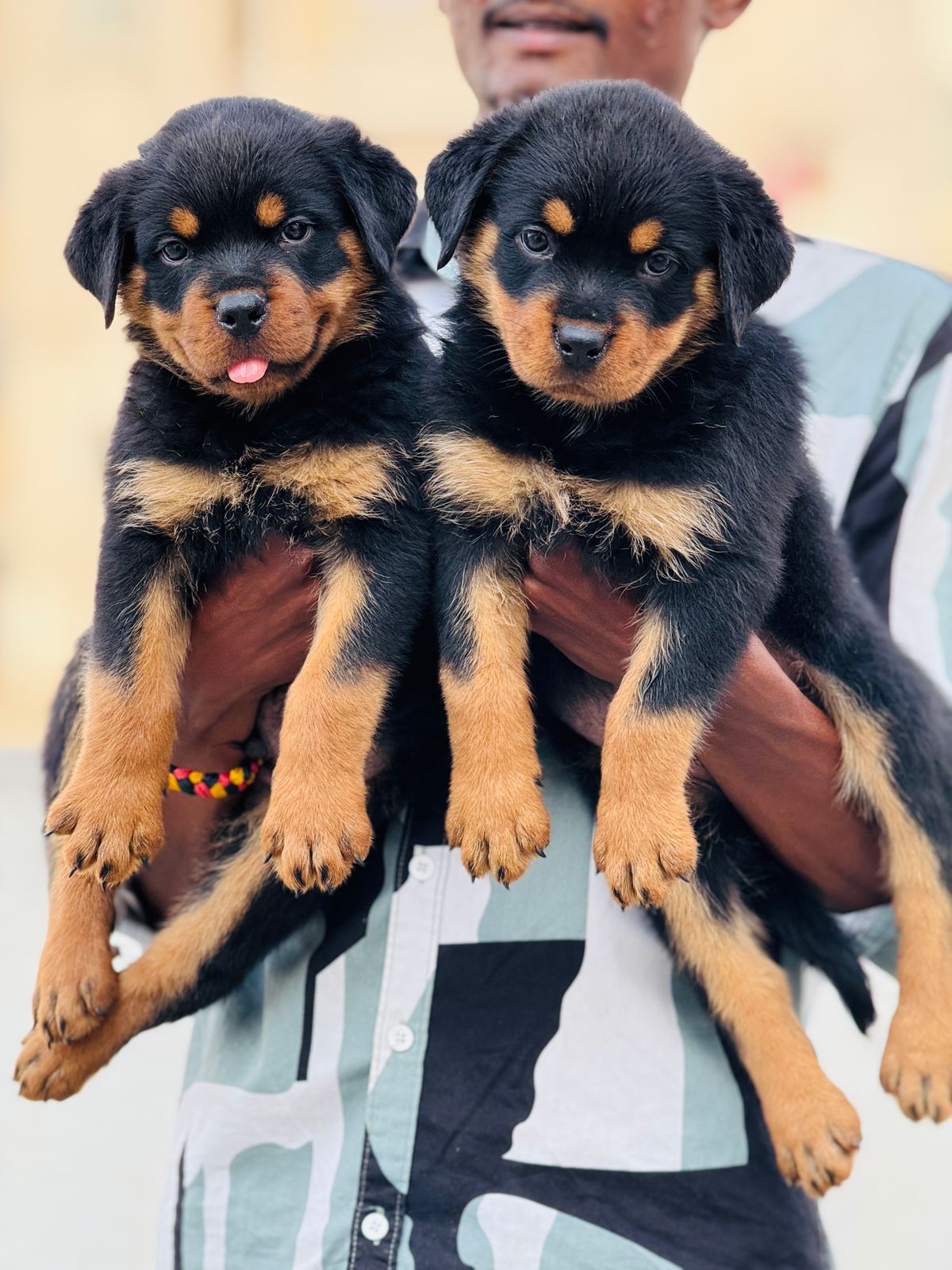 Rottweiler